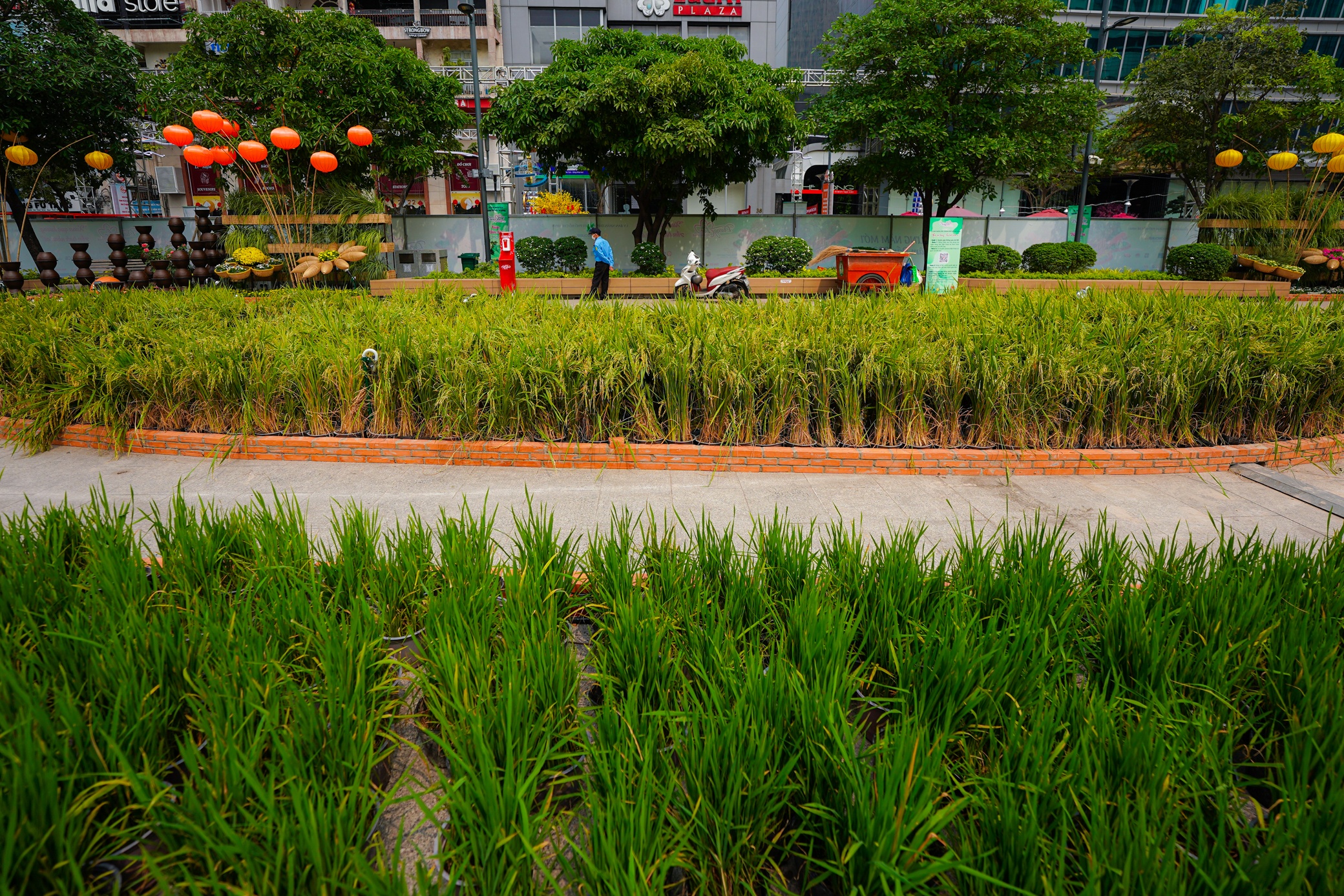 Duong hoa truoc khi hoat dong anh 11