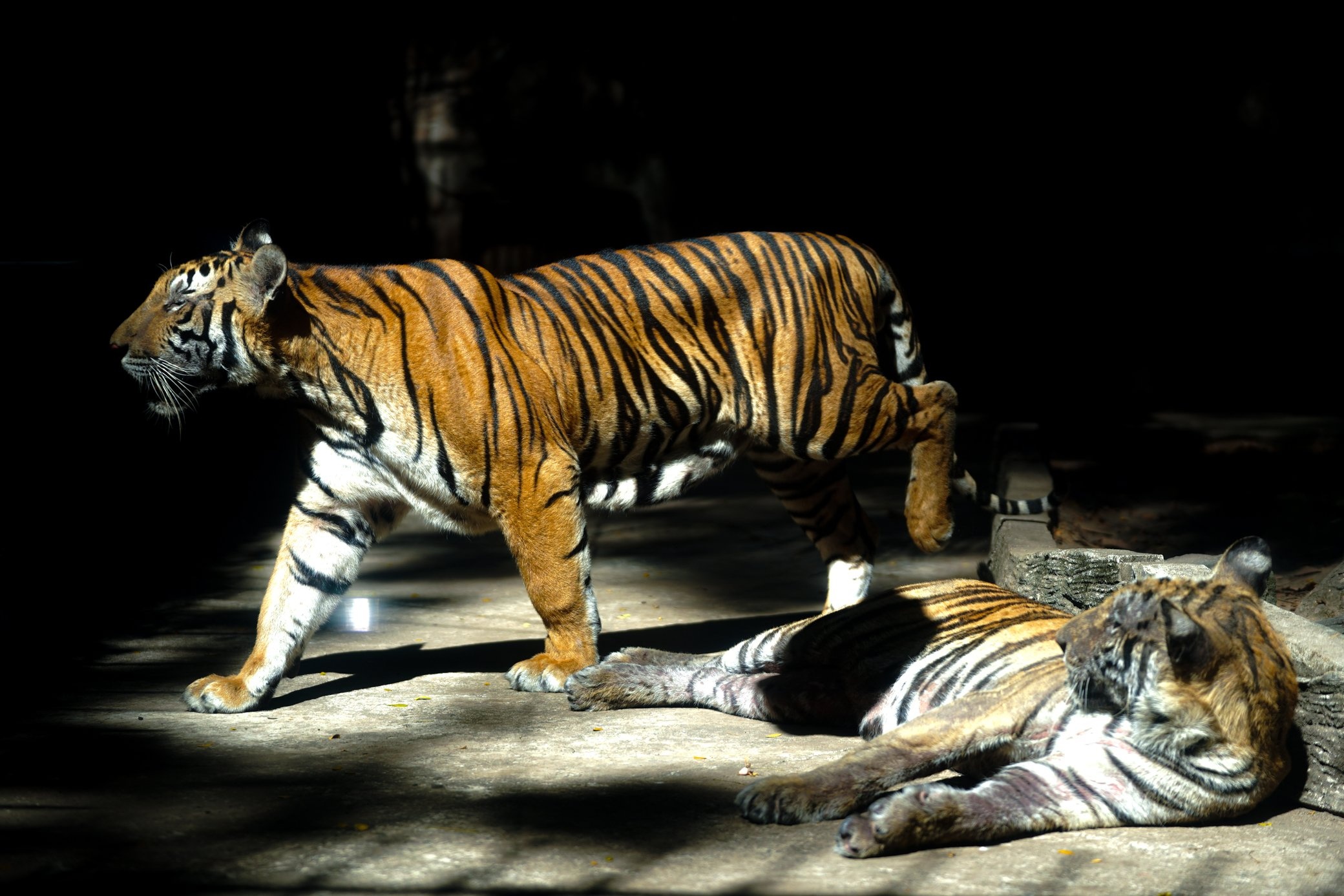 Thao cam vien tet Nham Dan anh 6