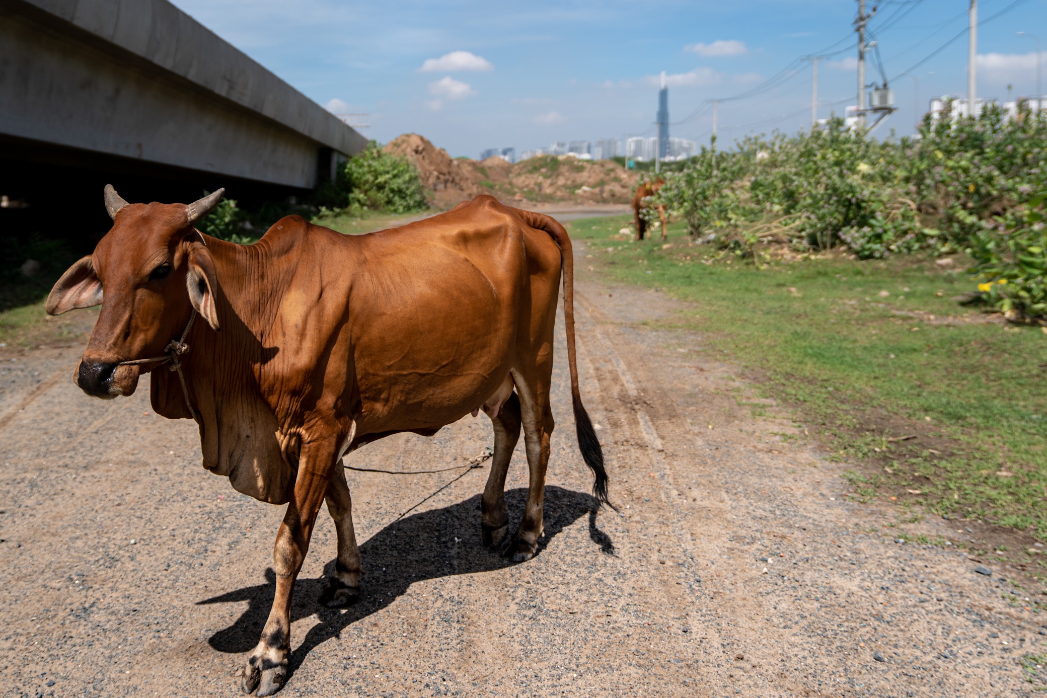 Duong song hanh cao toc TP.HCM - Long Thanh - Dau Giay anh 5