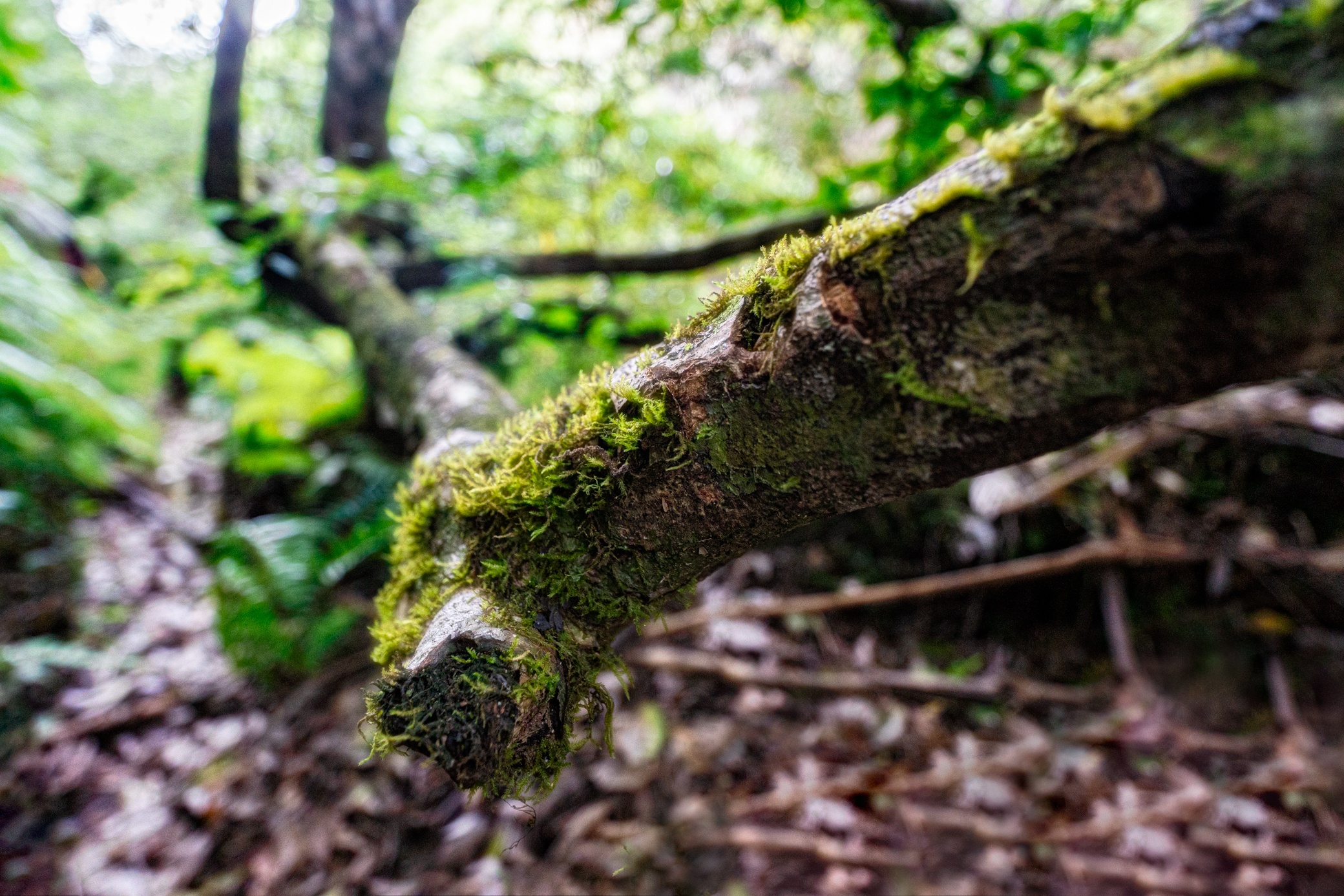 Thac K50 Hung Vi anh 19