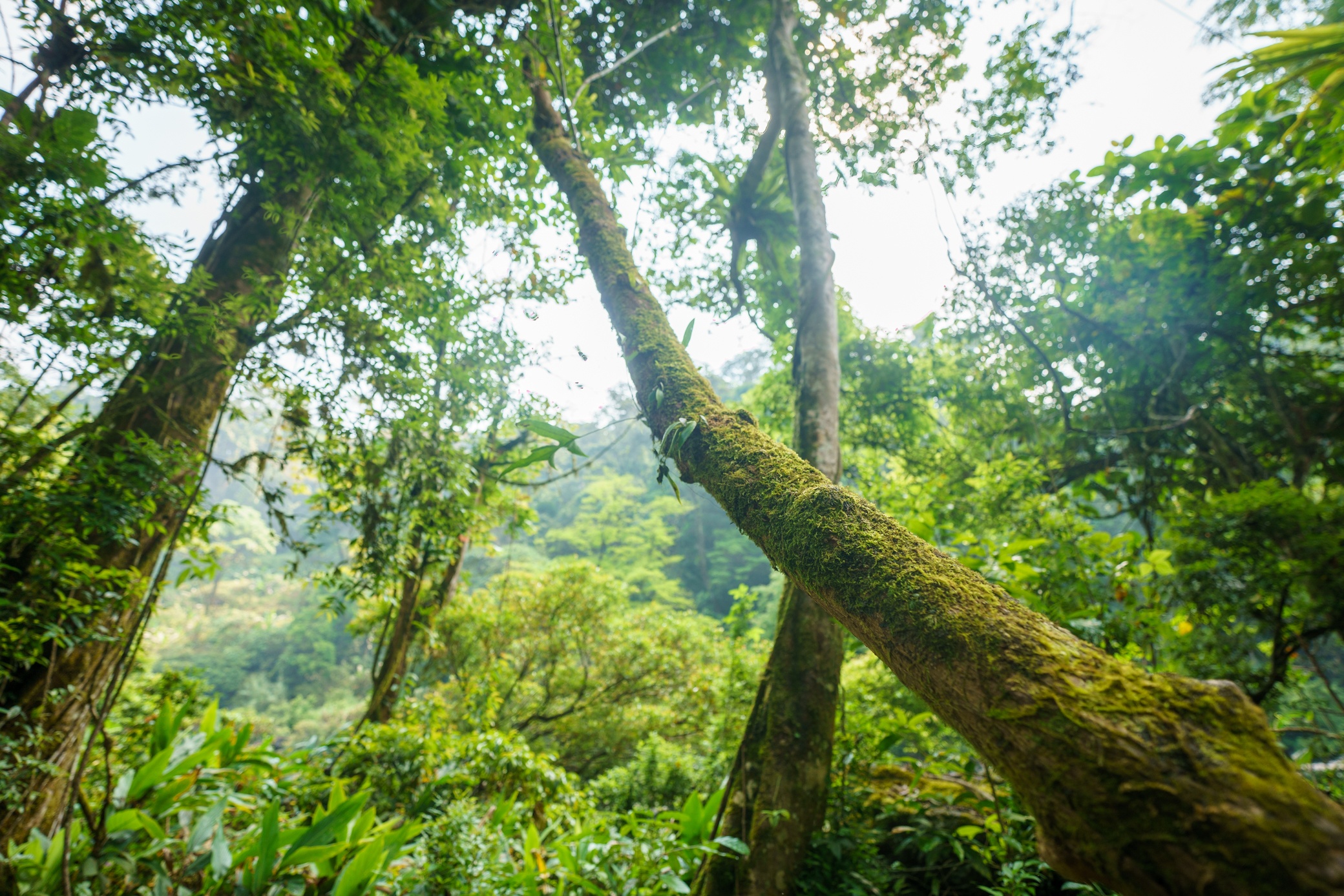 Thac K50 Hung Vi anh 18