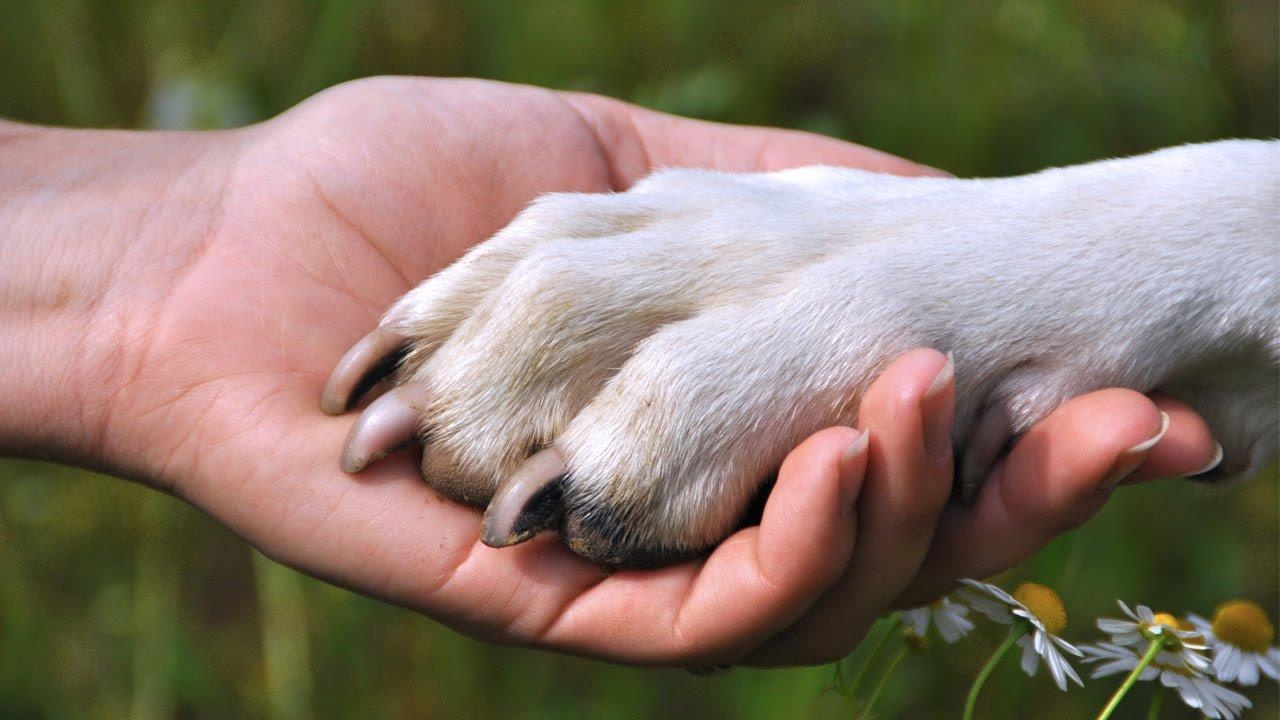 Thuong cho nhu nguoi, cu Phan Boi Chau lap mo phan hinh anh