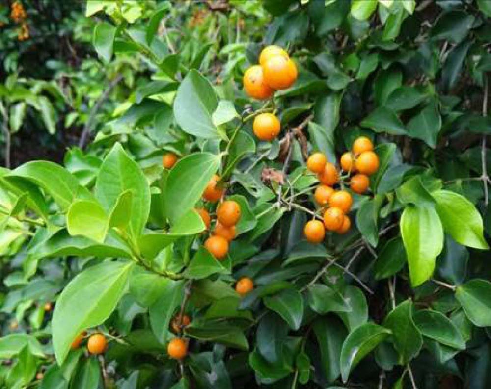 Tim hieu tu Cu Chi la gi qua sach Tu nguyen hinh anh