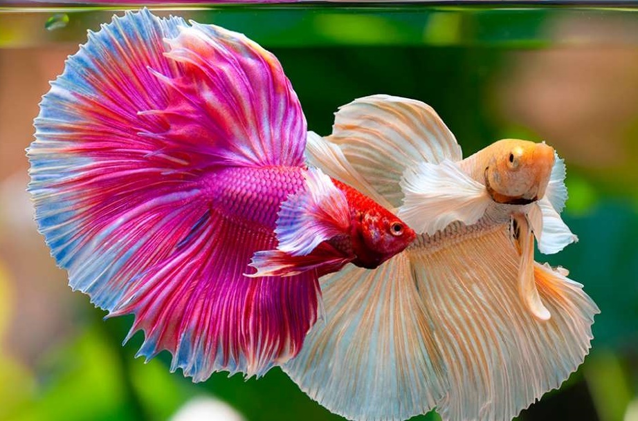 Dap an o chu tung tang nhu ca hinh anh