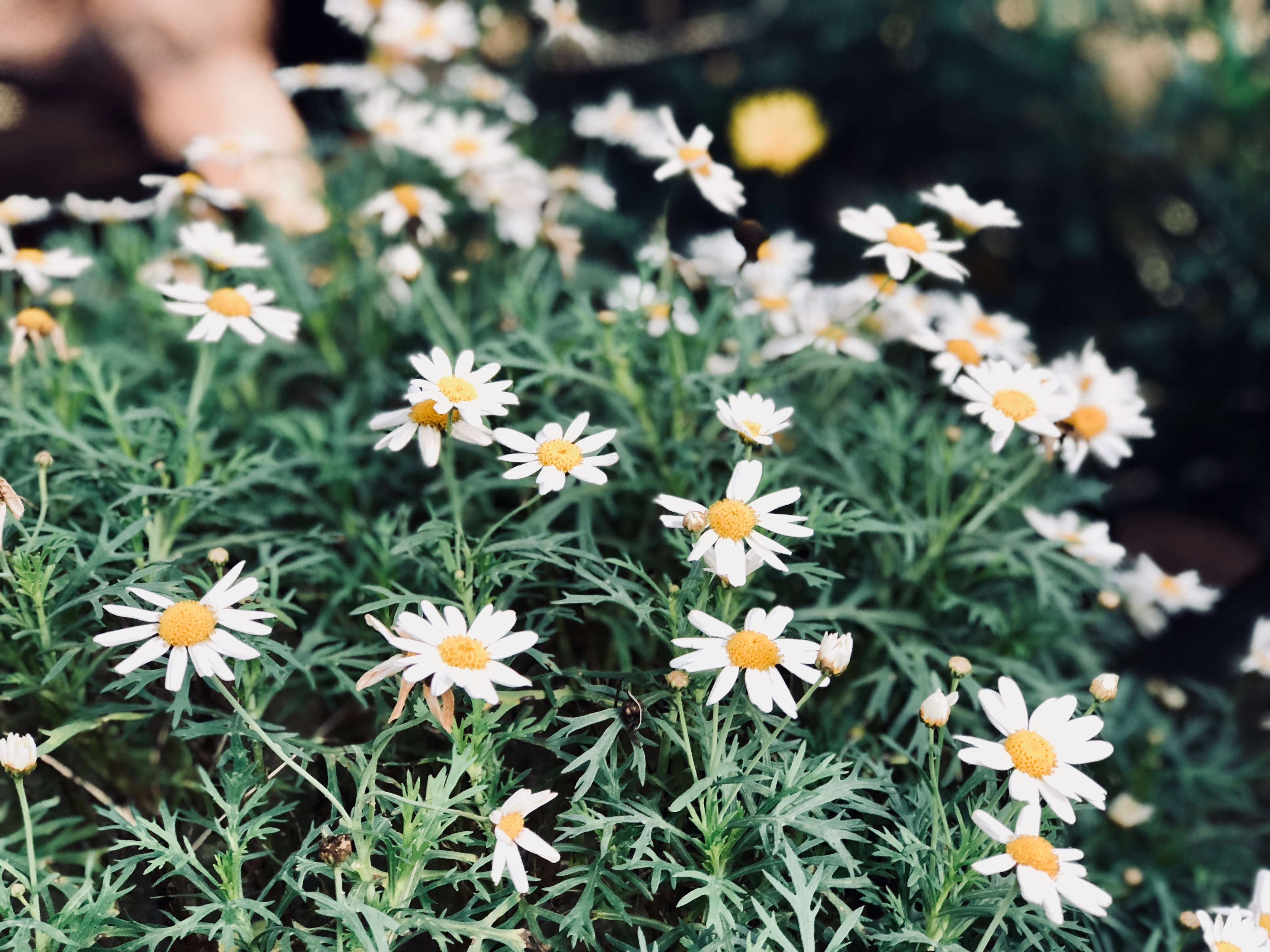 Pho hoang vang nhung em dung lac buoc anh 2