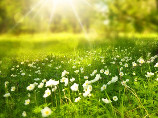 Cho tinh yeu moi anh 2