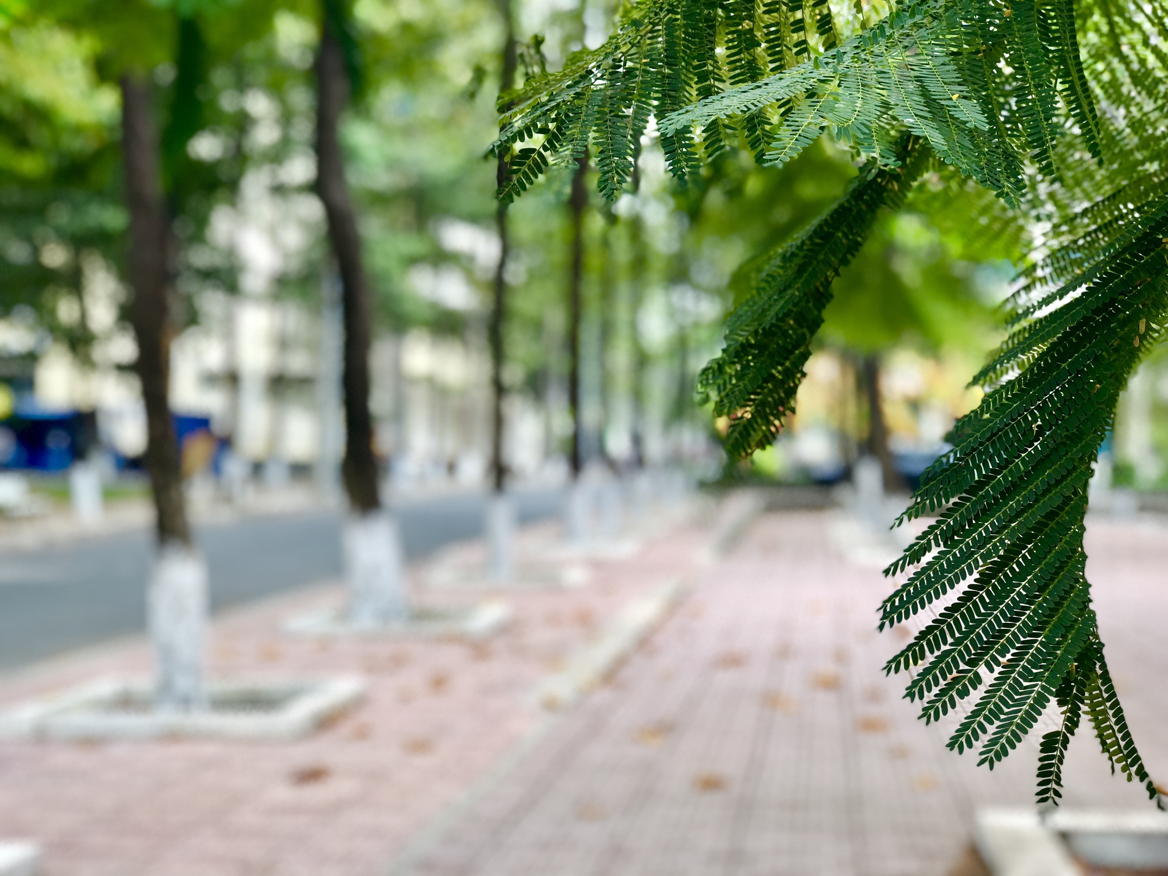 Yeu trong mua xa cach anh 1