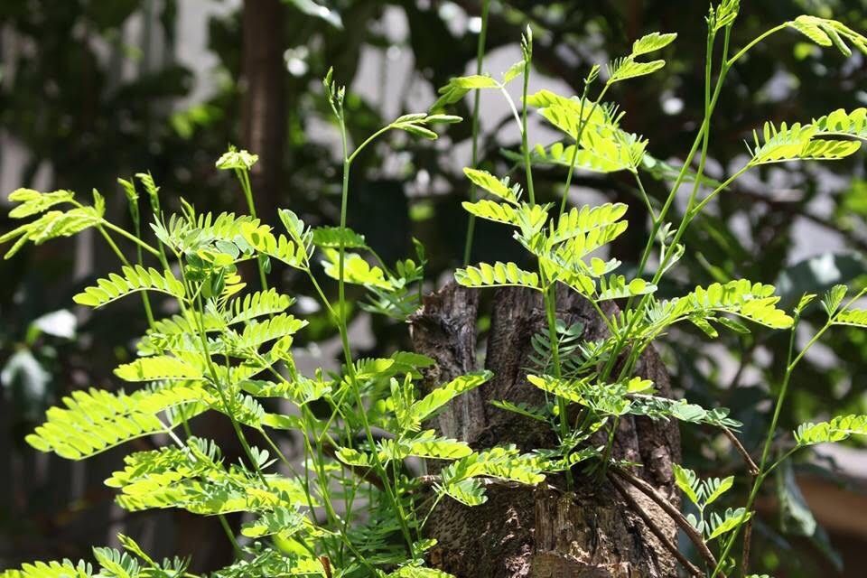 Ve Tay Nguyen mua nay anh 2