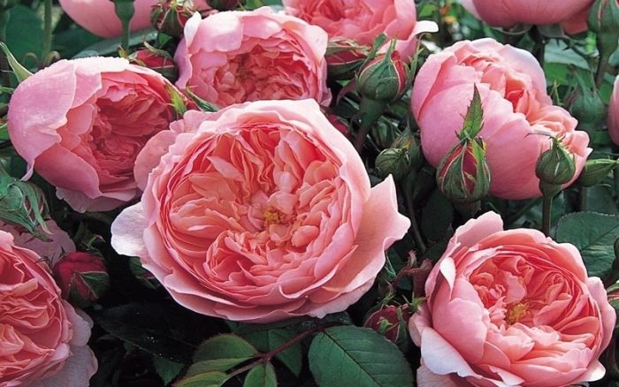 Loai hoa hong nao la bieu tuong cua Vuong quoc Anh? hinh anh