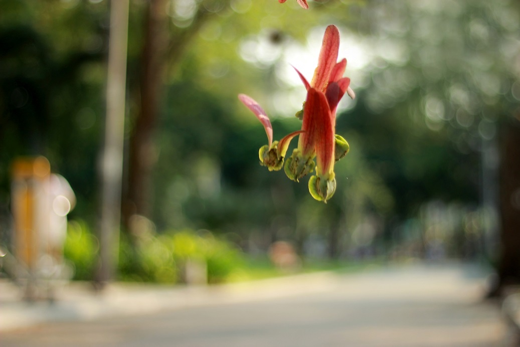 Nho khong,  hoi do minh hay hen ho mua thiep o ben hong nha tho Duc Ba anh 2