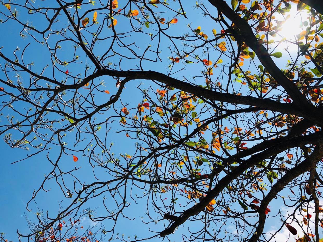 Thang tam mua thu, minh quen chuyen gian hon hinh anh