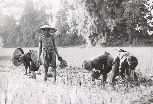 Vi sao nguoi Viet goi 'com te la me ruot'? hinh anh