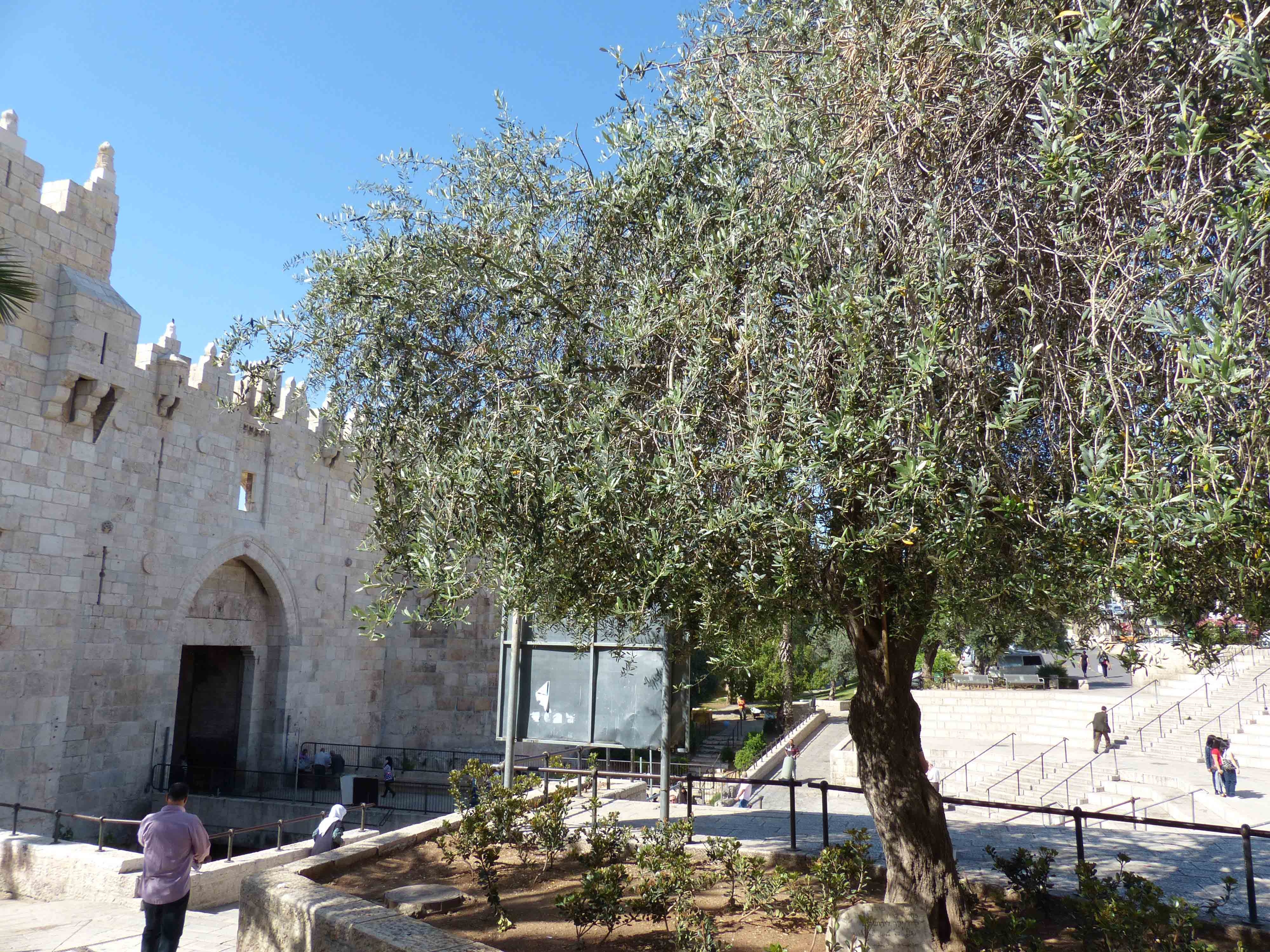 Cay o liu thanh Damascus tiet lo dieu gi? hinh anh