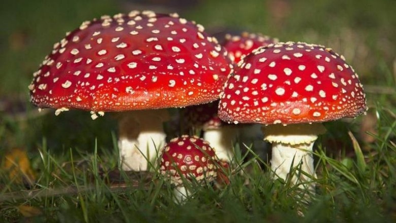 Dieu chua biet ve nam tan giet ruoi hinh anh