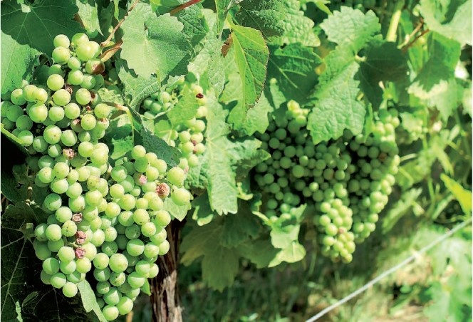 Say sua men ruou vang anh 1