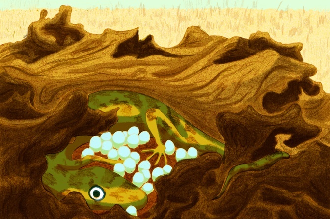 Cuoc cach mang cua vo trung cach nay 500 trieu nam hinh anh