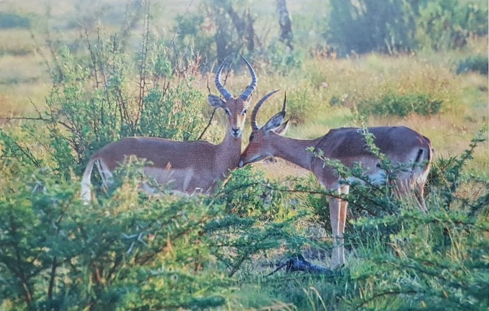Pilanesberg,  the gioi cua nhung “hao han” rung xanh anh 2