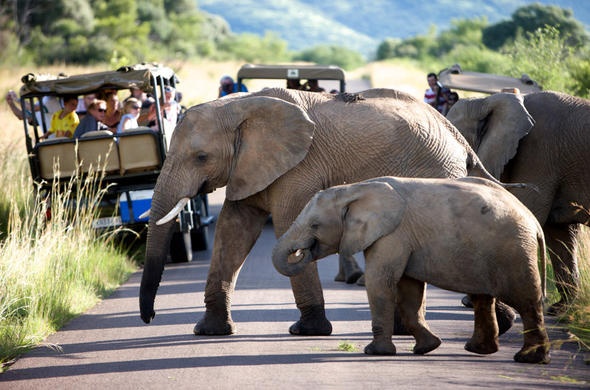 Pilanesberg, the gioi cua nhung 'hao han' rung xanh hinh anh