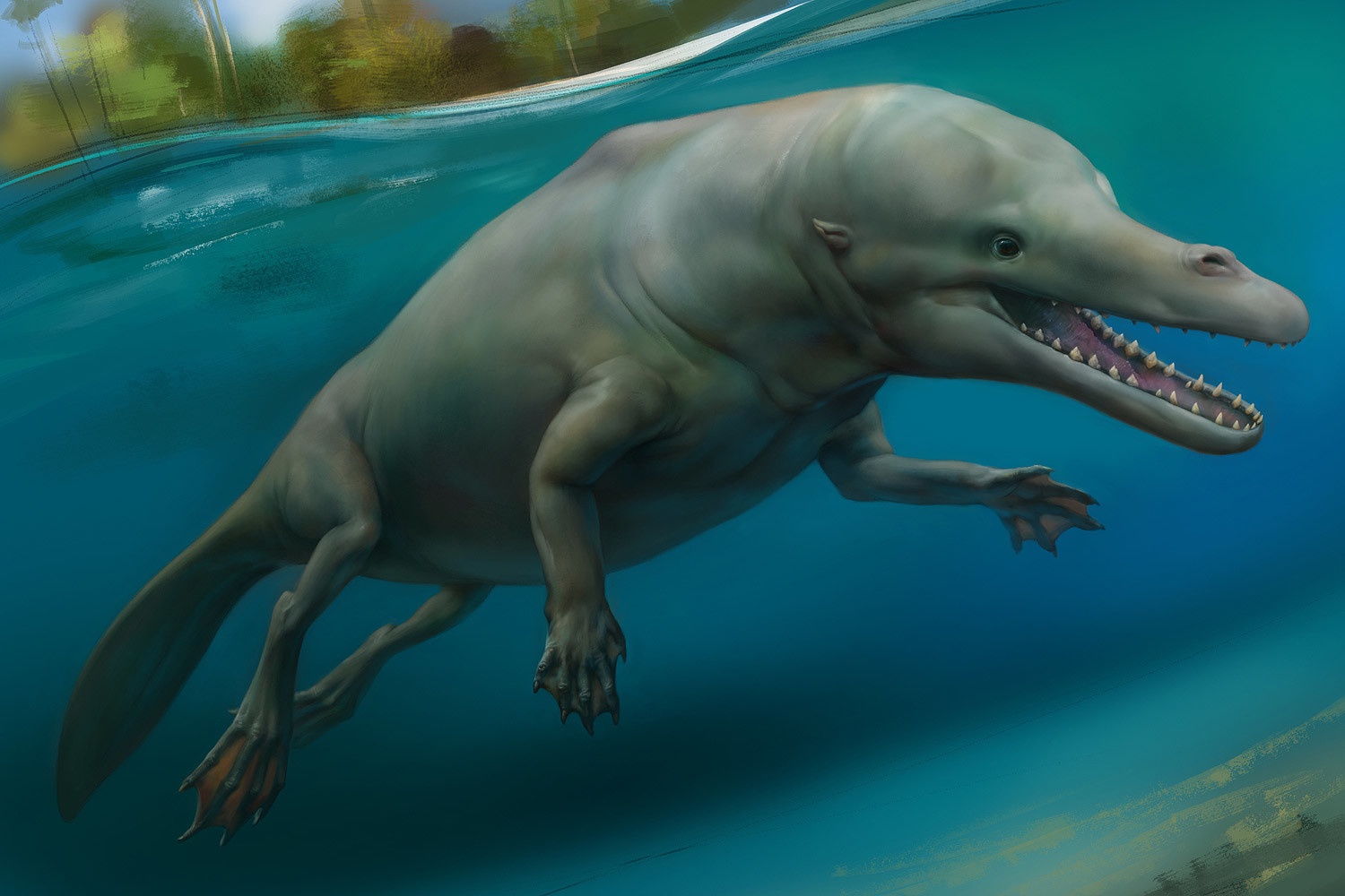 Nhung con ca voi co... long mao anh 2