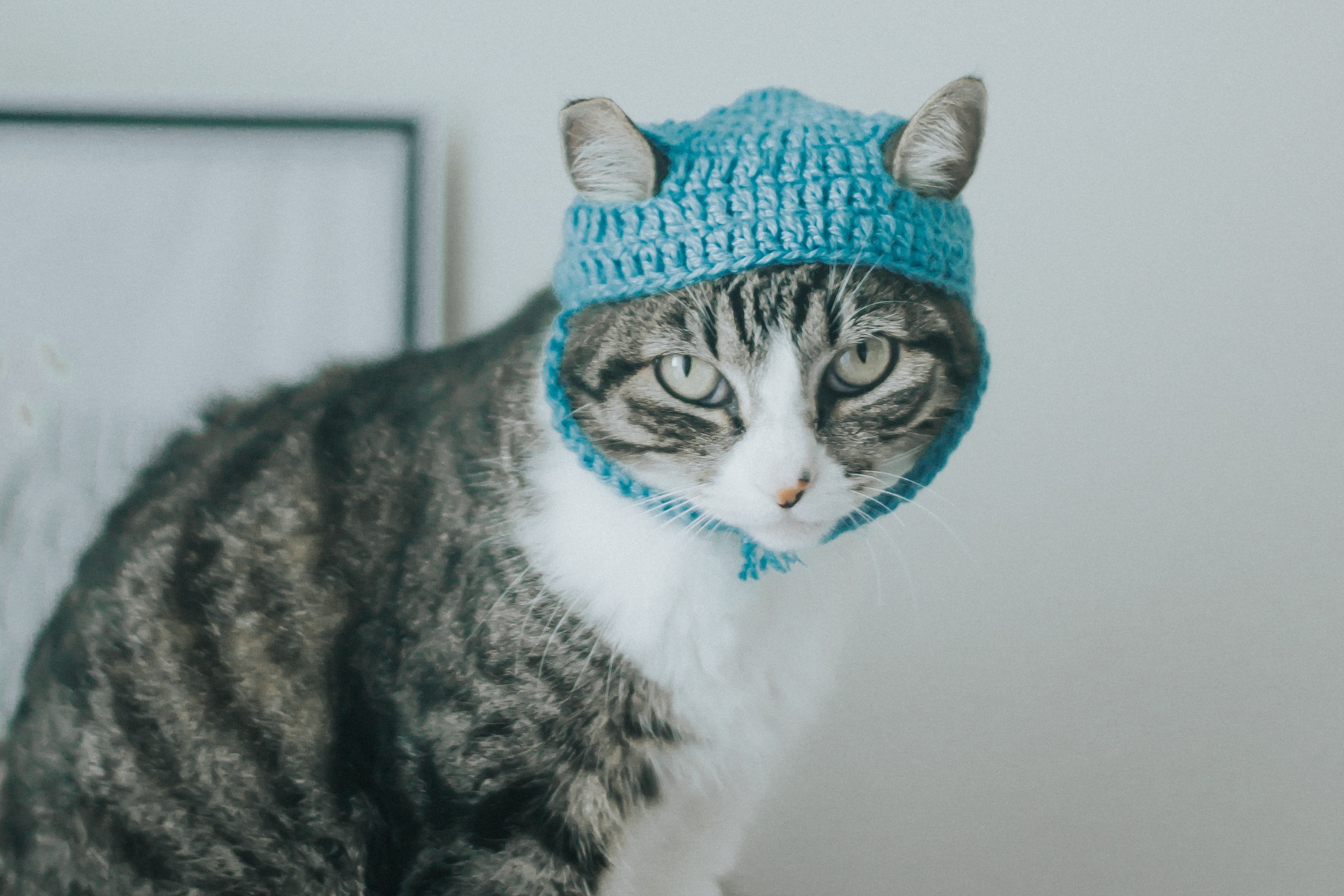 6 meo trang tri nha de ban song hoa hop voi thu cung hinh anh