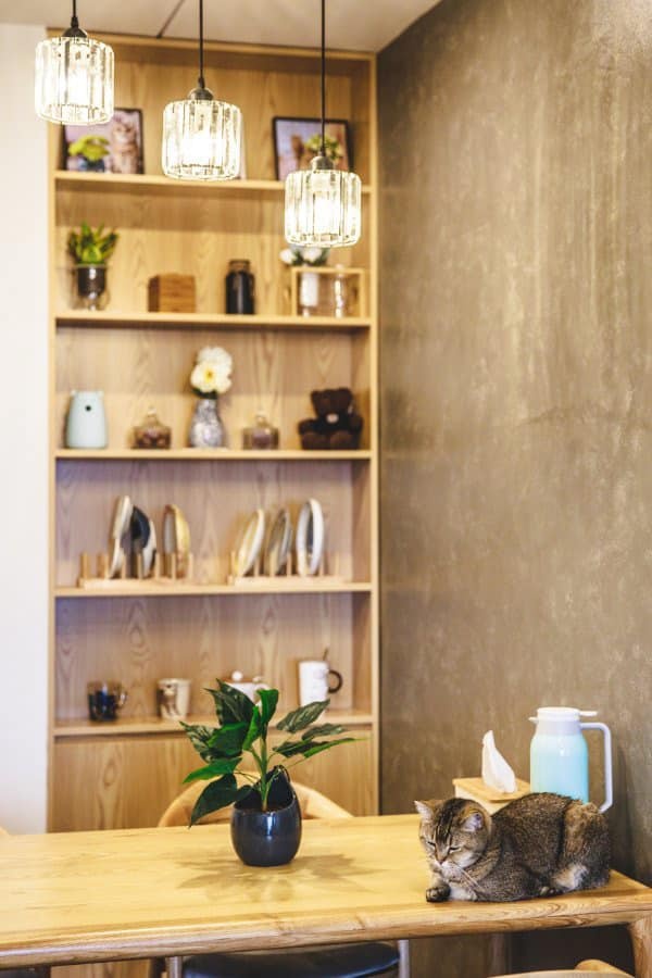 thú cưng ảnh 3 thu cung anh 3