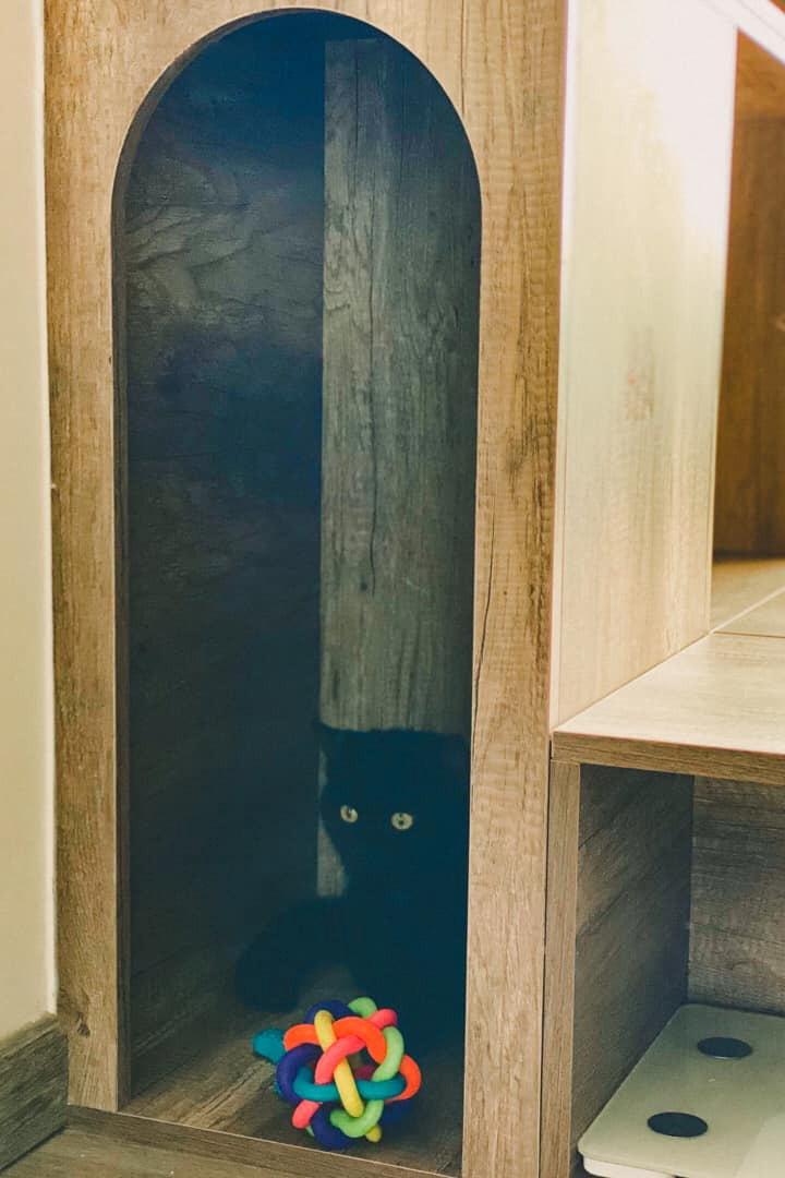 thú cưng ảnh 6 thu cung anh 6