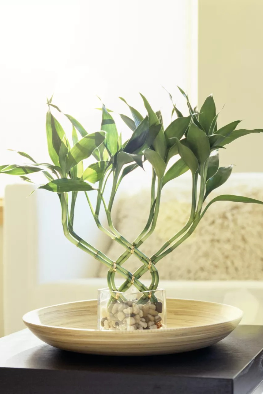 cây nội thất ảnh 15 cay noi that anh 15