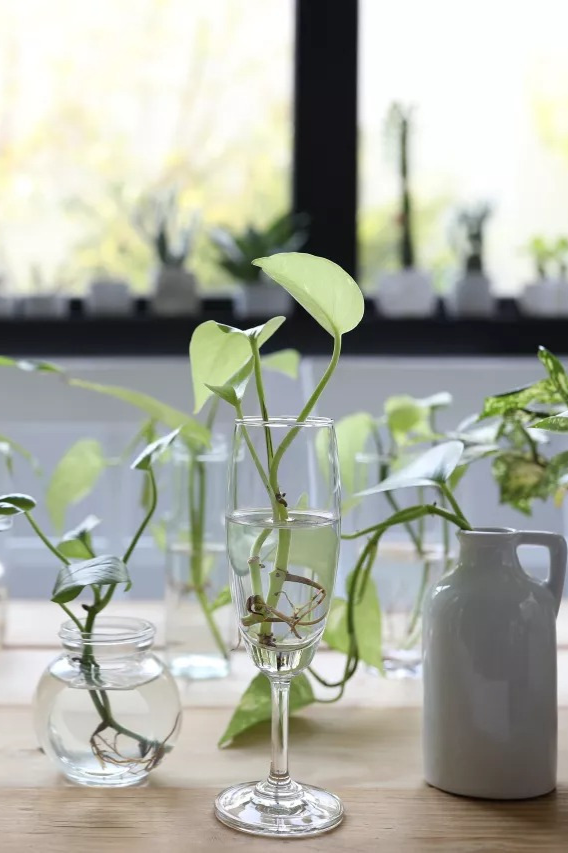 cây nội thất ảnh 18 cay noi that anh 18