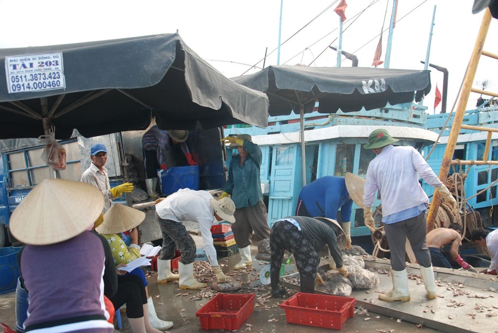 Âu thuyền Thọ Quang luôn tấp nập đón các tàu trở về từ Hoàng Sa với những khoang tàu đầy ắp cá tôm