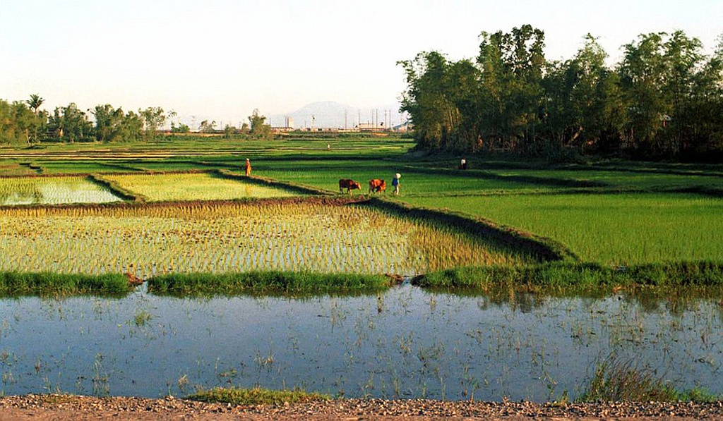 Cánh đồng mùa cấy ở huyện Hòa Vang năm xưa.