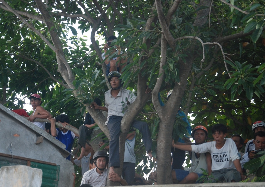 Và họ trèo cả lên cây, bất chất nguy hiểm.