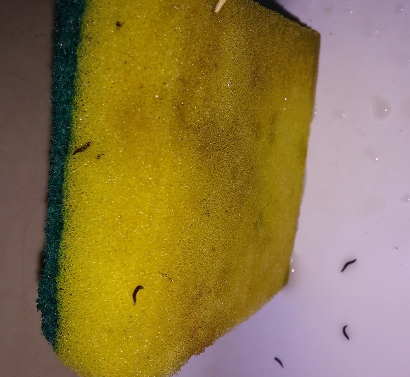 Clip sinh vat la luc nhuc trong mieng rua chen hinh anh