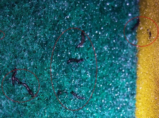 Hang tram sinh vat la luc nhuc bo ra tu mieng rua chen hinh anh