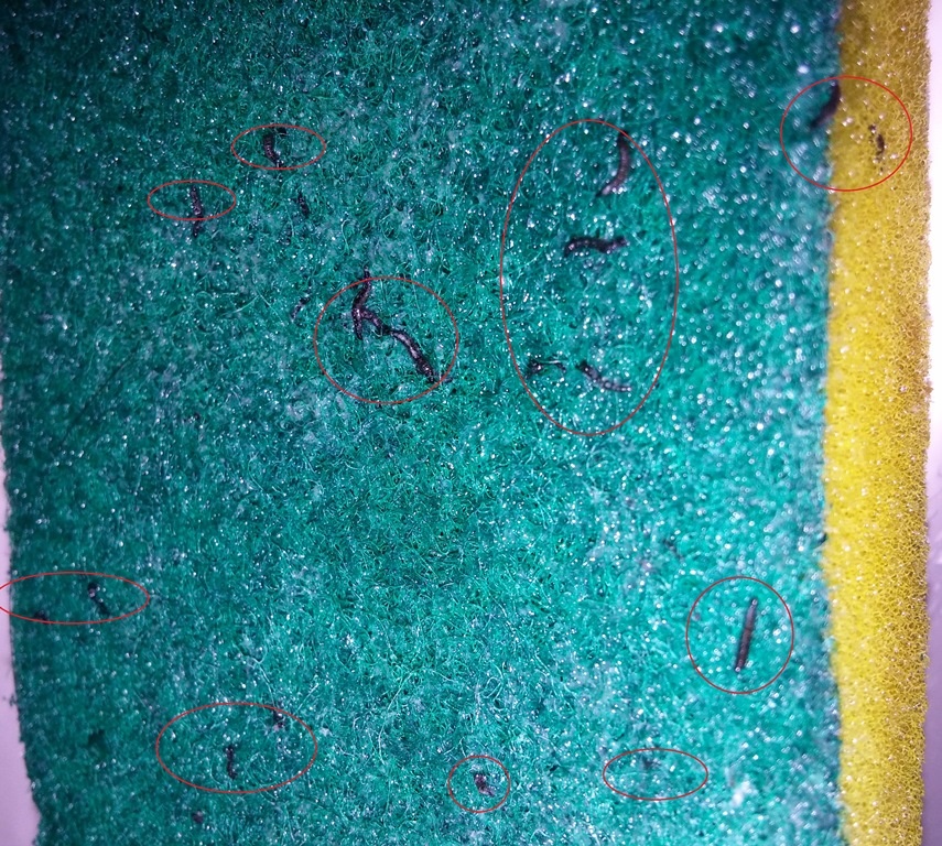 Miếng rửa chén có hàng trăm sinh vật lạ, giống con đỉa lúc nhúc bò ra.