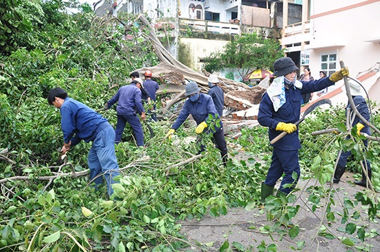 Thống kê bước đầu có khoảng 20 cây xanh cổ thụ (từ 15 đến 20 năm tuổi) trên các tuyến đường: Tây Sơn, Lê Duẩn, Phạm Hùng, Trần Hưng Đạo và trong các công viên đã bị bão số 4 quật ngã; ngoài ra còn có khoảng 200 cây xanh nhỏ cũng ngã đổ do bão. Công ty đã huy động 4 đội cây xanh, với hơn 100 công nhân trực suốt đêm để xử lí số cây xanh bị ngã đổ, trong đó tập trung xử lí những tuyến đường cây xanh ngã đổ gây ánh tác giao thông.