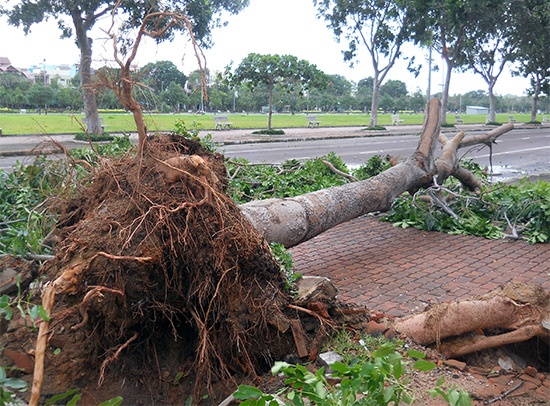 Do ảnh hưởng của hoàn lưu bão sau suy yếu thành áp thấp nhiệt đới, ở Bình Định- Phú Yên có gió giật mạnh cấp 9. Bình Định và Phú Yên mưa to đến rất to và có nguy cơ bị lũ lớn.