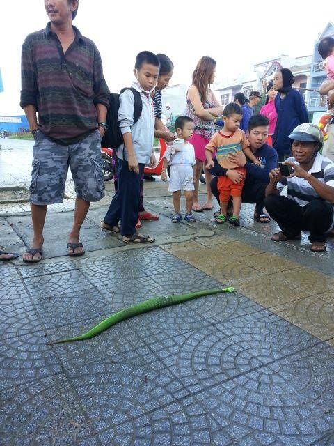 Ngày 4/12, người dân phát hiện và đập chết một con rắn lục đuôi đỏ ở khu vực gần cầu Thuận Phước, Đà Nẵng.