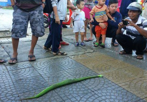 Duoi theo ran luc can minh, mot phu nu suyt mat mang hinh anh