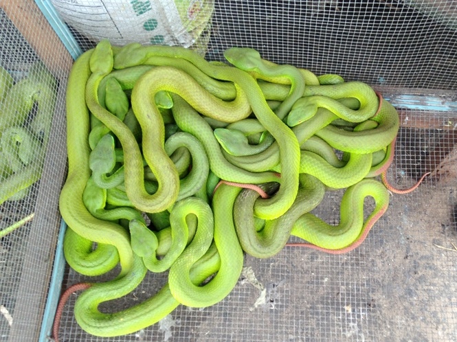 Ran luc o at xuat hien, Bo Nong nghiep vao cuoc hinh anh