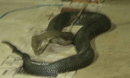 Ran ho chua dai gan 3 met can chet nguoi o Quang Nam hinh anh