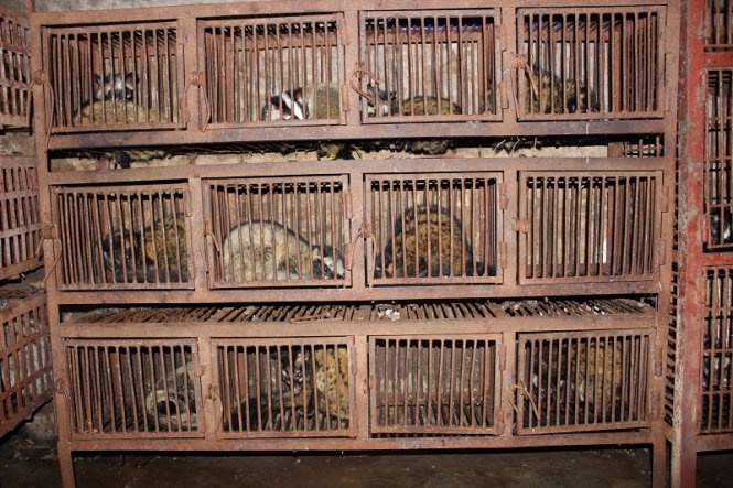 Từ lời khai của người này, Công an đã kiểm tra một “lò mổ” động vật hoang dã đặt tại thôn Phú Mỹ, xã Mỹ Đình, quận Nam Từ Liêm, Hà Nội. Tại đây, cơ quan chức năng phát hiện thêm một con tê tê, nhiều nhím, don và cầy bị nhốt trong những chiếc lồng sắt chật hẹp, nhiều con đã bị cho vào túi lưới để sẵn sàng đưa tới các nhà hàng.