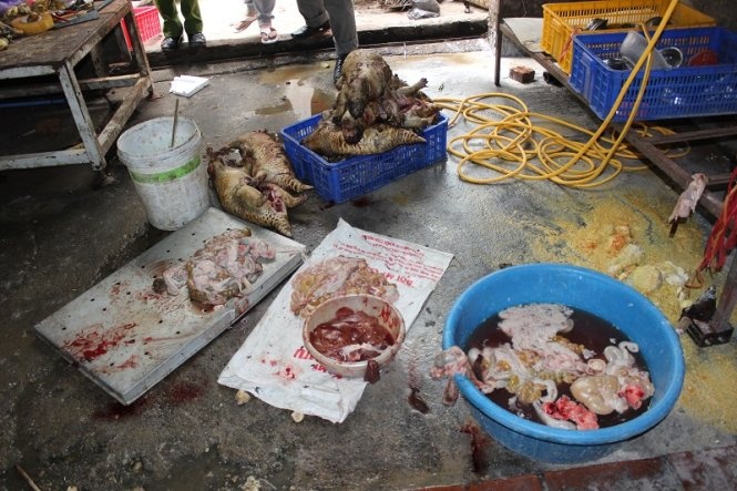 Nhiều xác nhím đang bị làm thịt nằm ngổn ngang dưới sàn.