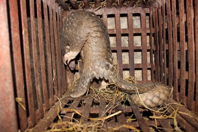 Theo Công an quận Cầu Giấy, qua kiểm tra phương tiện giao thông, Công an phát hiện có người vận chuyển đi tiêu thụ hai con tê tê sống, năm con cầy (một con đã chết) cùng một con vật thuộc họ nhím.