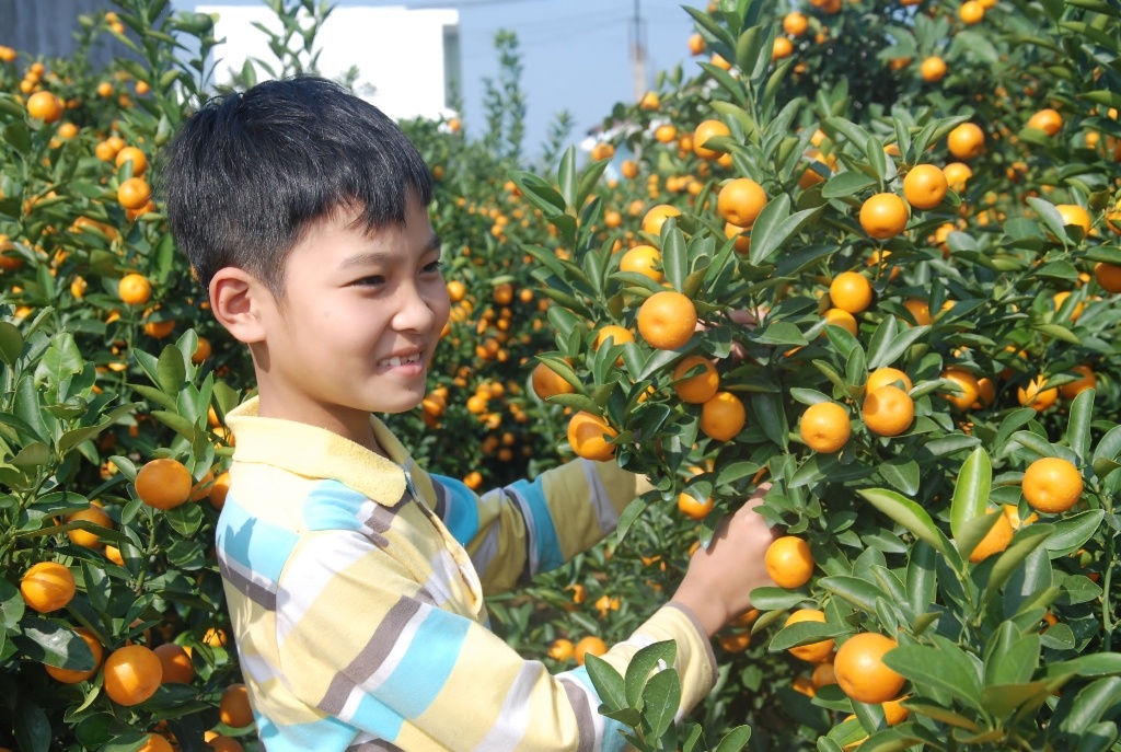 Theo nghề trồng quất cảnh nhiều năm nay, không những góp phần phục vụ cho nhiều gia đình làm đẹp mỗi khi Tết đến Xuân về, nhiều hộ gia đình ở 