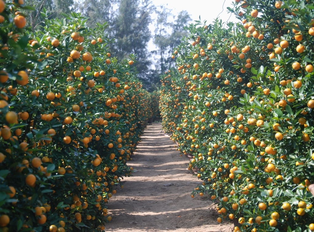 Nong dan Hoi An lai hon nua ty dong tu vu quat Tet hinh anh