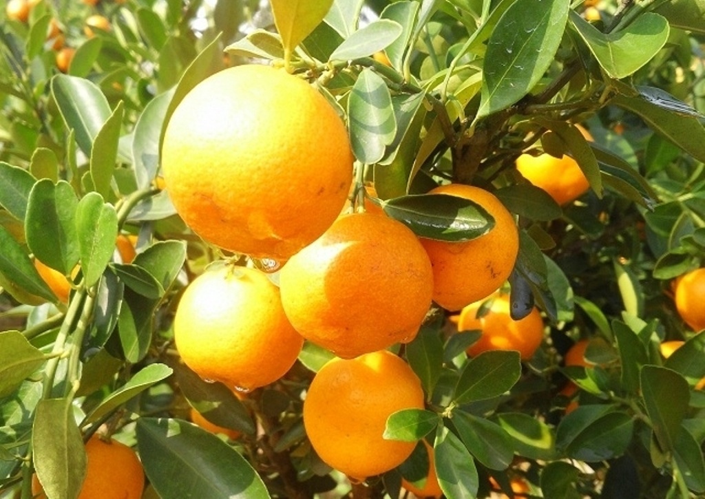 Năm nay, gia đình ông Hoan trồng 700 chậu quất để bán Tết. Theo ông Hoan, chi phí cho một chậu quất từ giống đến phân bón tốn khoảng 500.000 đồng/chậu. Theo ước tính, sau khi trừ đi các chi phí đầu tư, năm năm nay gia đình ông Hoan lời khoảng 700 triệu đồng tiền quất.