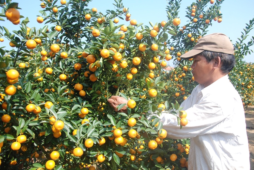 Ông Nguyễn Hoan (40 tuổi, trú thôn Bàu Ốc Thượng, xã Cẩm Hà, TP. Hội An) cho biết, năm nay mưa thuận gió hòa nên vườn quất của người dân Hội An khá sum sê.