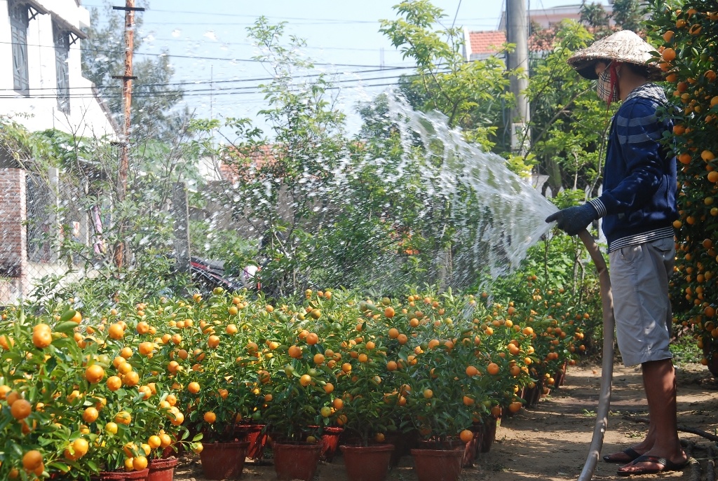 Theo ghi nhận, năm nào cũng vậy, quất cảnh ở Hội An là nguồn cung cấp quất Tết cho các tỉnh, thành miền Trung và Tây Nguyên như: Đà Nẵng, Thừa Thiên Huế, Quảng Nam, Quảng Ngãi và một số tỉnh Tây Nguyên.