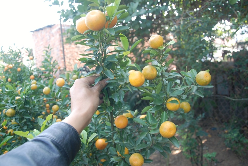 Ông Ngô Văn Sơn, một người trồng quất ở thôn Bầu Ốc Thượng, cho hay thời điểm này, quất cho trái bắt đầu chín là vừa đến Tết, cả cây sẽ vàng rực rất đẹp mắt