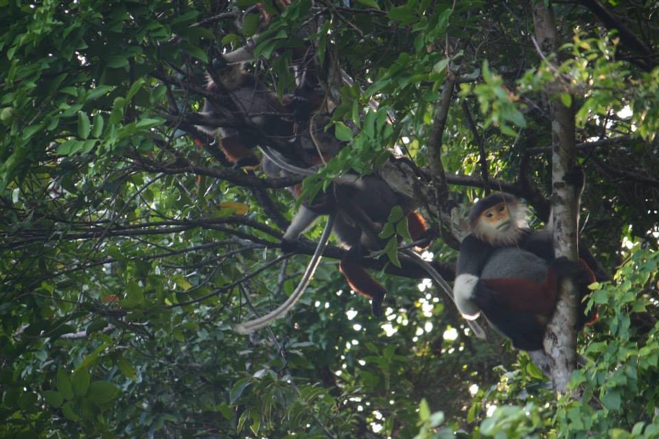Tiến sĩ Đinh Thị Phương Anh, Trưởng khoa Sinh - Môi trường, Đại học Sư phạm Đà Nẵng nói: Năm 1995, tôi may mắn trở thành người đầu tiên phát hiện nghiên cứu về loài linh trưởng này. Lúc đó, khoảng chừng 200 cá thể, nhưng bây giờ theo kết quả khảo sát nghiên cứu mới nhất của chúng tôi cũng như nhiều chuyên gia động vật học khác thì số lượng cá thể Vọoc chà vá chân nâu ở Sơn Trà đã tăng lên khoảng 350 cá thể.